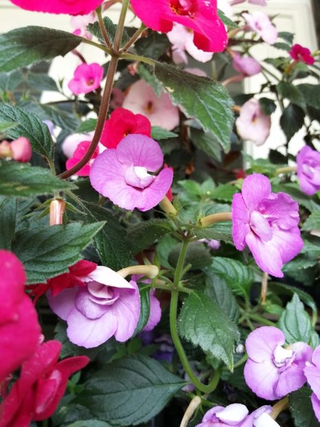  - Achimenes și achimenantha 2020 partea 3