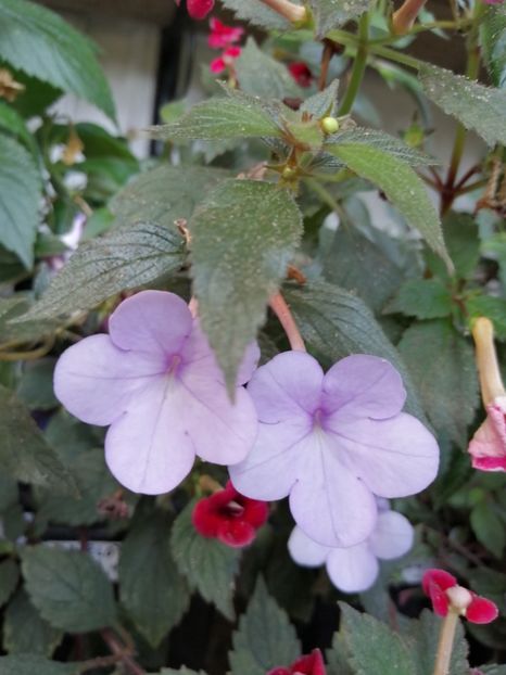  - Achimenes și achimenantha 2020 partea 3