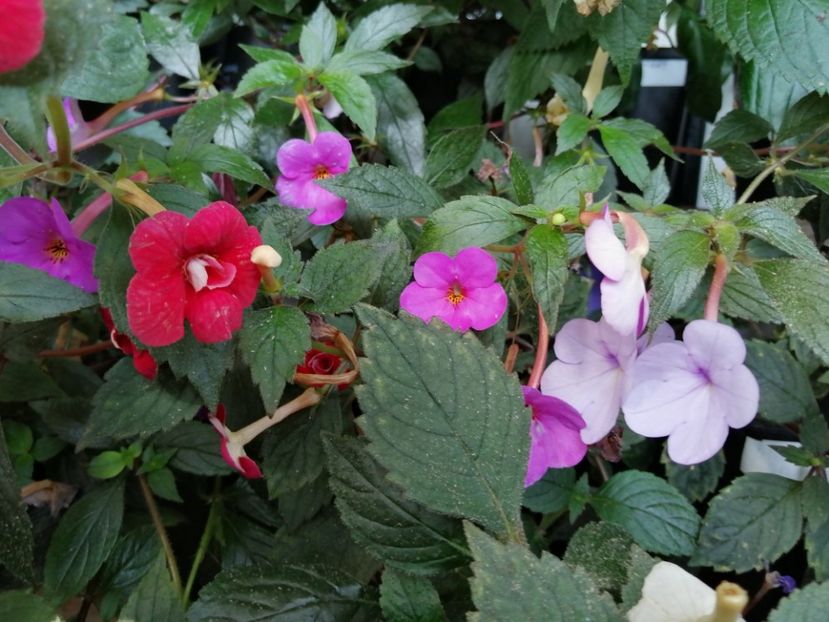  - Achimenes și achimenantha 2020 partea 3