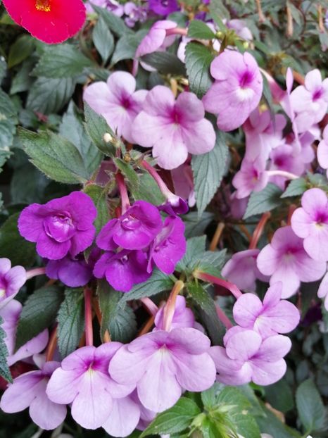  - Achimenes și achimenantha 2020 partea 3