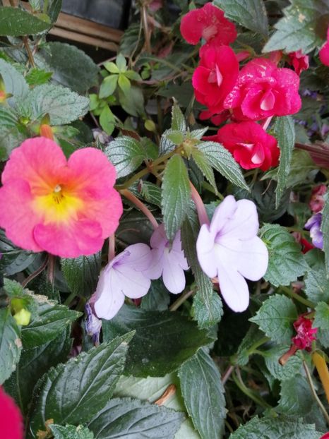  - Achimenes și achimenantha 2020 partea 3