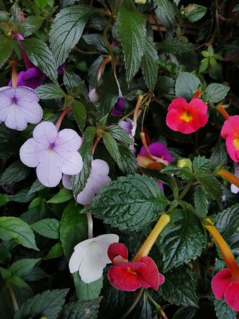  - Achimenes și achimenantha 2020 partea 3