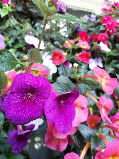  - Achimenes și achimenantha 2020 partea 3