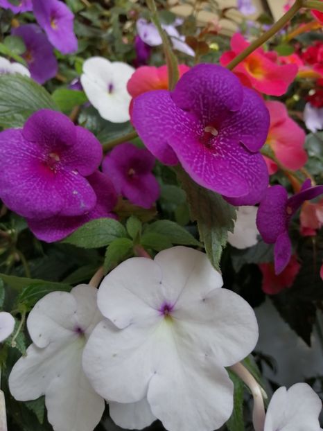  - Achimenes și achimenantha 2020 partea 3