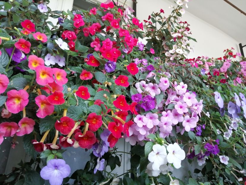  - Achimenes și achimenantha 2020 partea 3