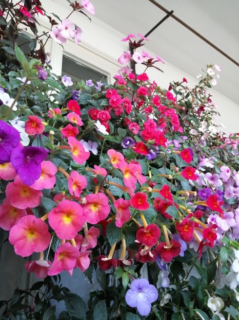  - Achimenes și achimenantha 2020 partea 3