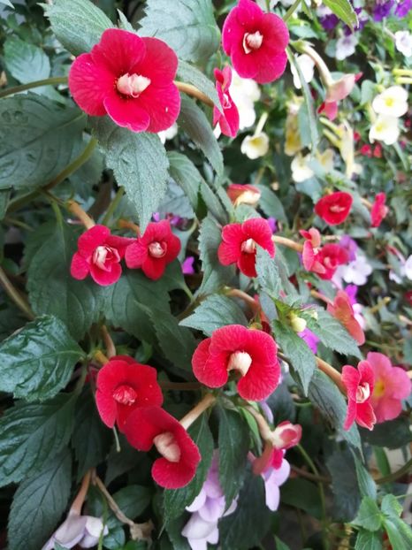  - Achimenes și achimenantha 2020 partea 3