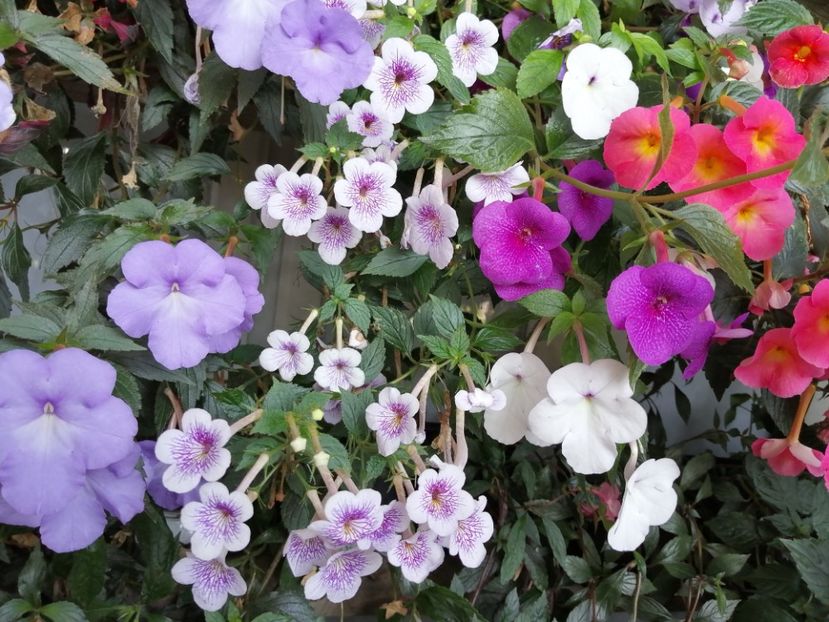  - Achimenes și achimenantha 2020 partea 3