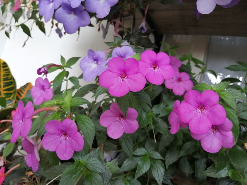  - Achimenes și achimenantha 2020 partea 3