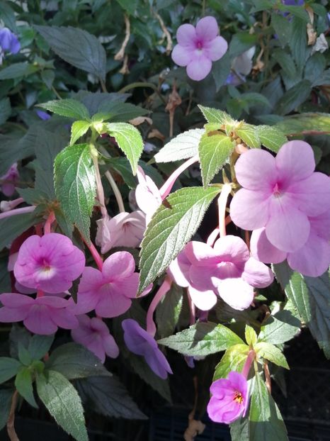  - Achimenes și achimenantha 2020 partea 3