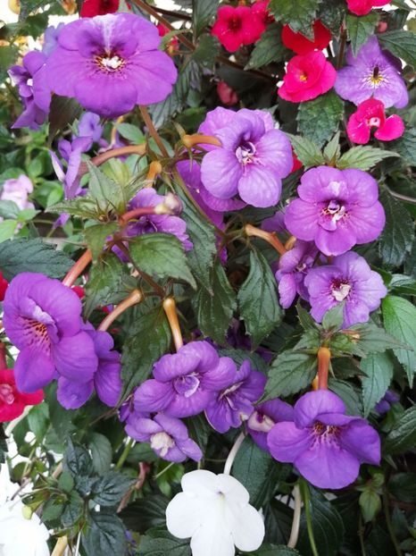  - Achimenes și achimenantha 2020 partea 3