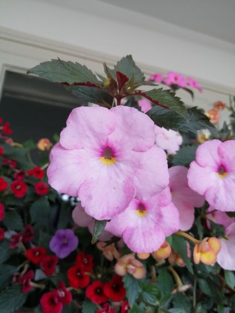  - Achimenes și achimenantha 2020 partea 3