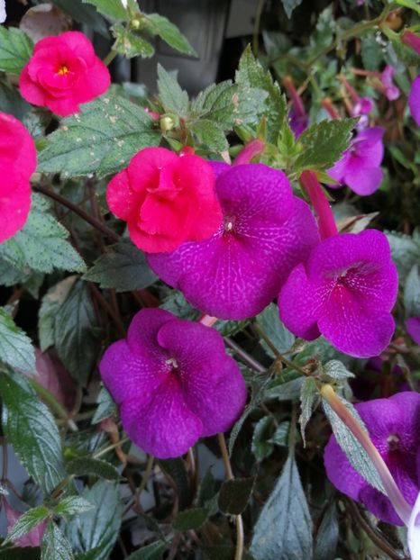  - Achimenes și achimenantha 2020 partea 3