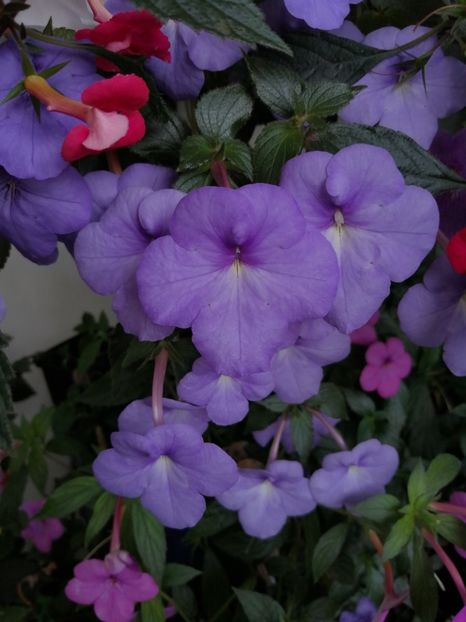  - Achimenes și achimenantha 2020 partea 3