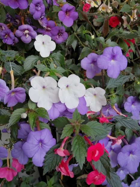  - Achimenes și achimenantha 2020 partea 3