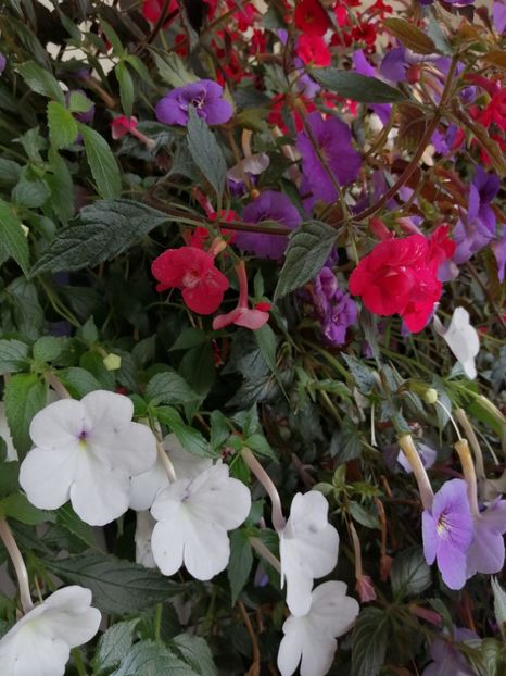  - Achimenes și achimenantha 2020 partea 3