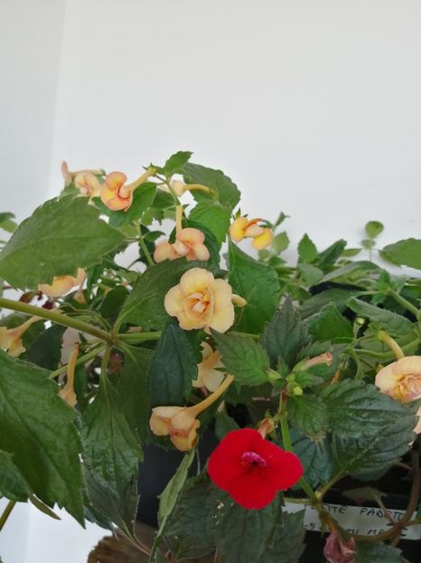  - Achimenes și achimenantha 2020 partea 3