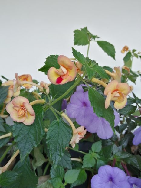  - Achimenes și achimenantha 2020 partea 3