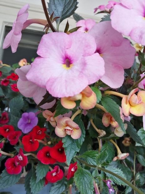  - Achimenes și achimenantha 2020 partea 3