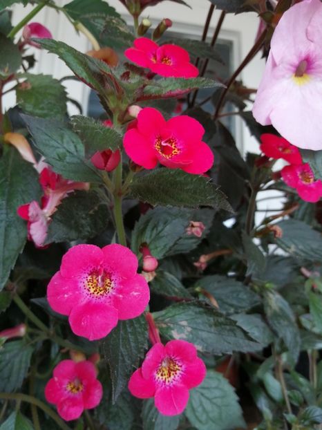  - Achimenes și achimenantha 2020 partea 3