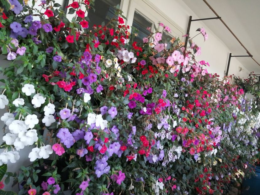  - Achimenes și achimenantha 2020 partea 3