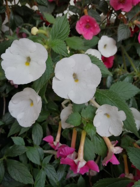  - Achimenes și achimenantha 2020 partea 3