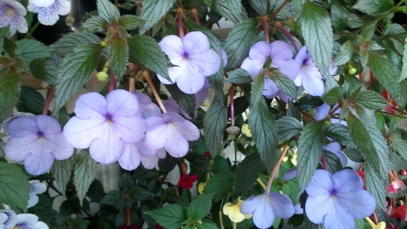 112496746 (2) - Achimenes și achimenantha 2020 partea 3