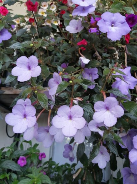  - Achimenes și achimenantha 2020 partea 3