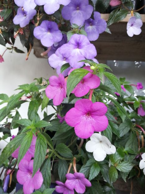  - Achimenes și achimenantha 2020 partea 3