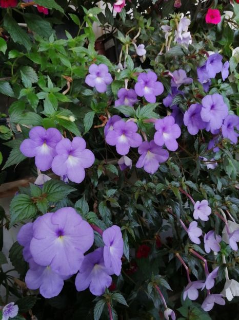  - Achimenes și achimenantha 2020 partea 3