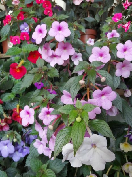  - Achimenes și achimenantha 2020 partea 3