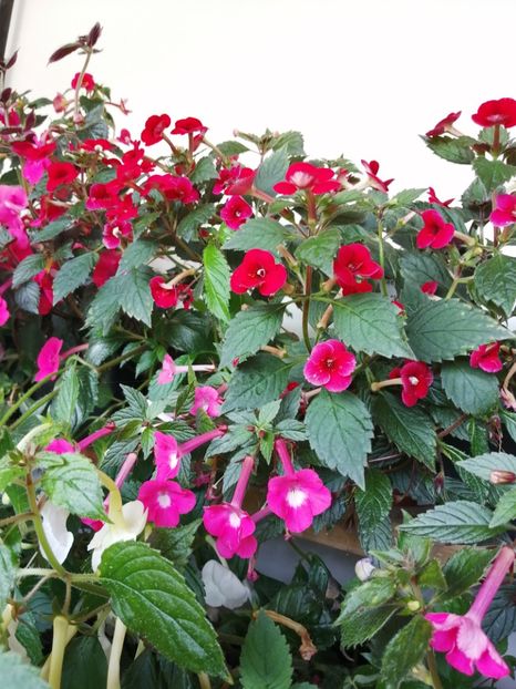  - Achimenes și achimenantha 2020 partea 3