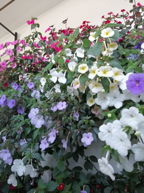  - Achimenes și achimenantha 2020 partea 3