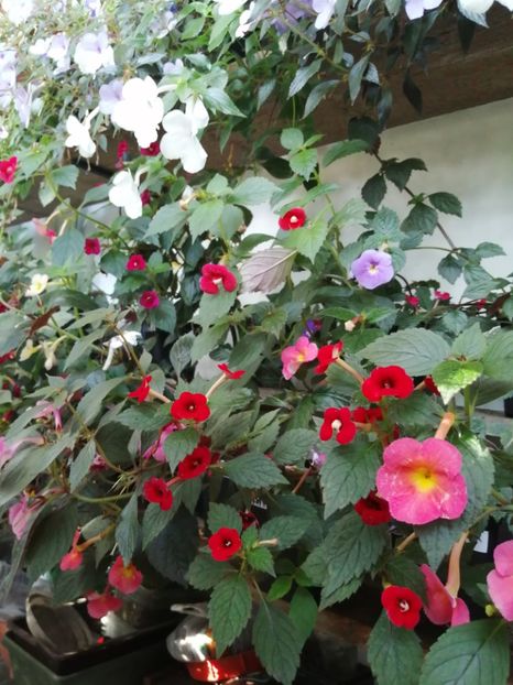  - Achimenes și achimenantha 2020 partea 3