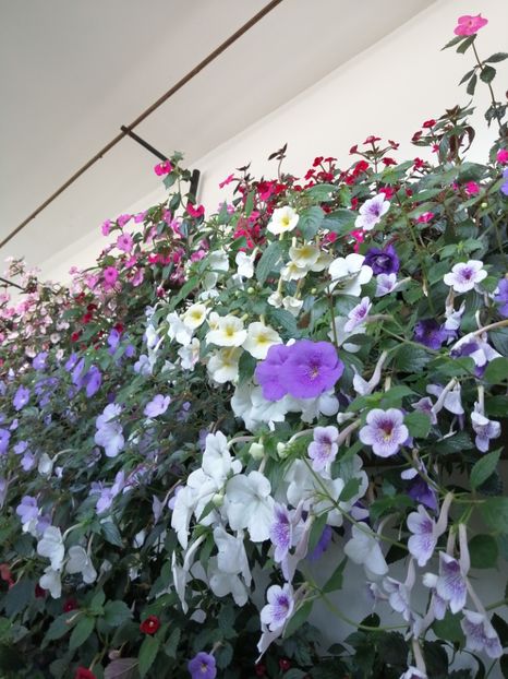  - Achimenes și achimenantha 2020 partea 3