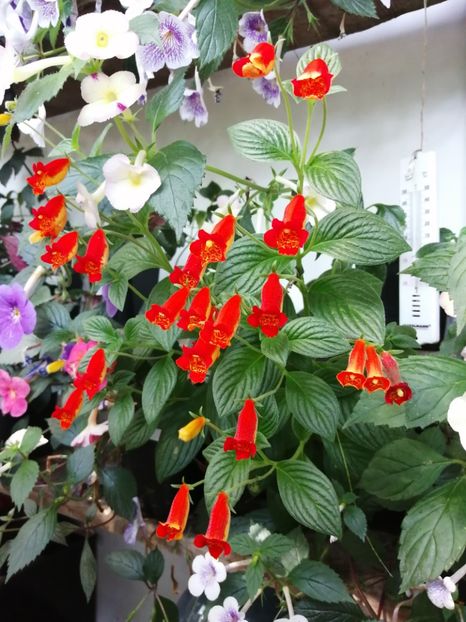  - Achimenes și achimenantha 2020 partea 3