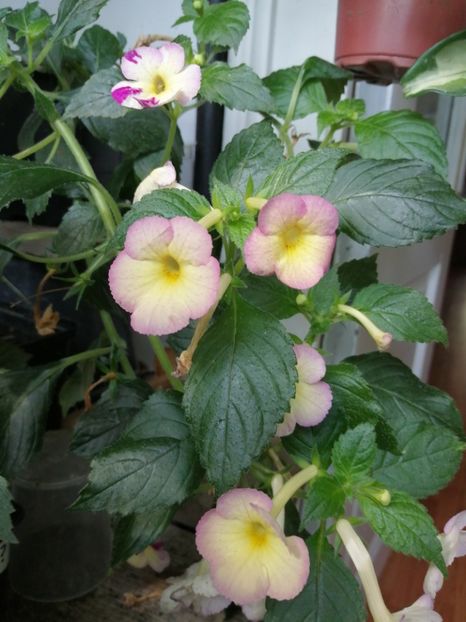  - Achimenes și achimenantha 2020 partea 3