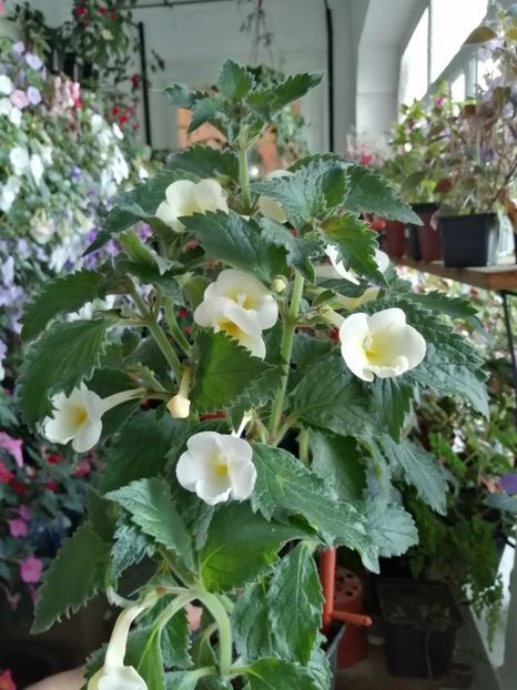  - Achimenes și achimenantha 2020 partea 3