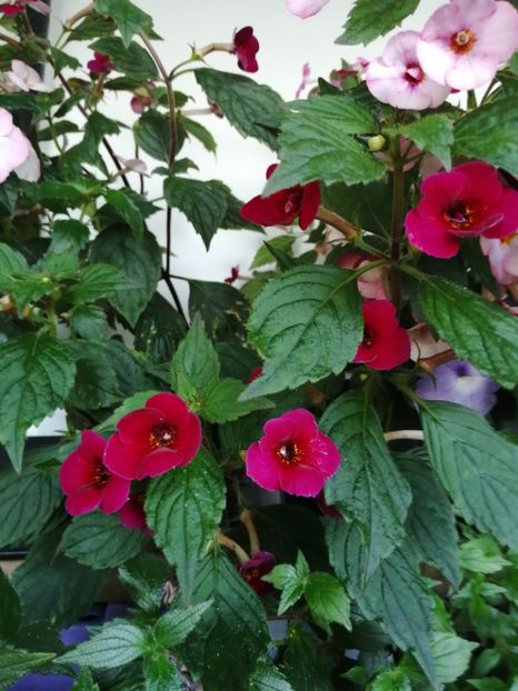  - Achimenes și achimenantha 2020 partea 3