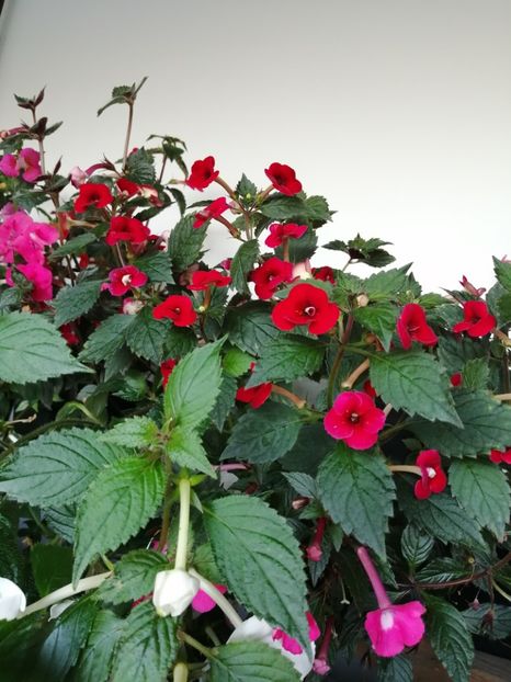  - Achimenes și achimenantha 2020 partea 3