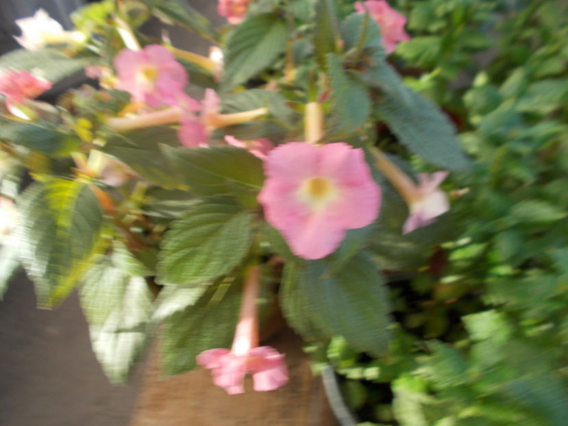 tarantella - ACHIMENES_2020