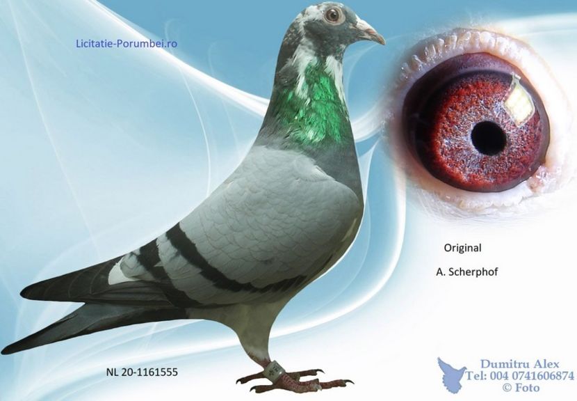  - Porumbei super top 2020 achizitii