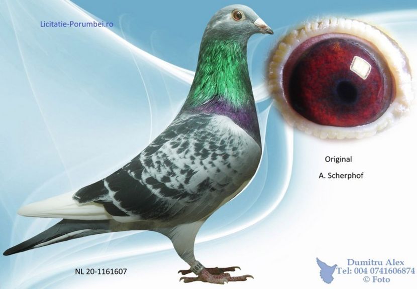  - Porumbei super top 2020 achizitii