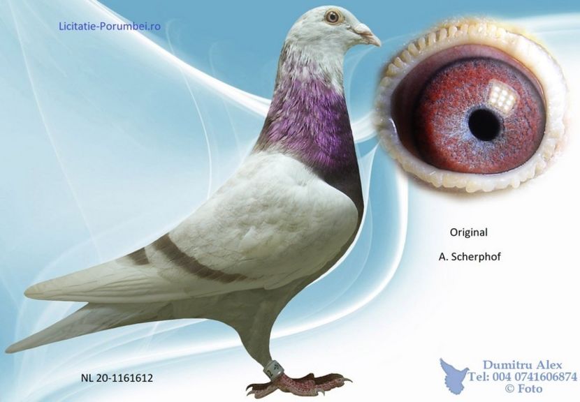  - Porumbei super top 2020 achizitii