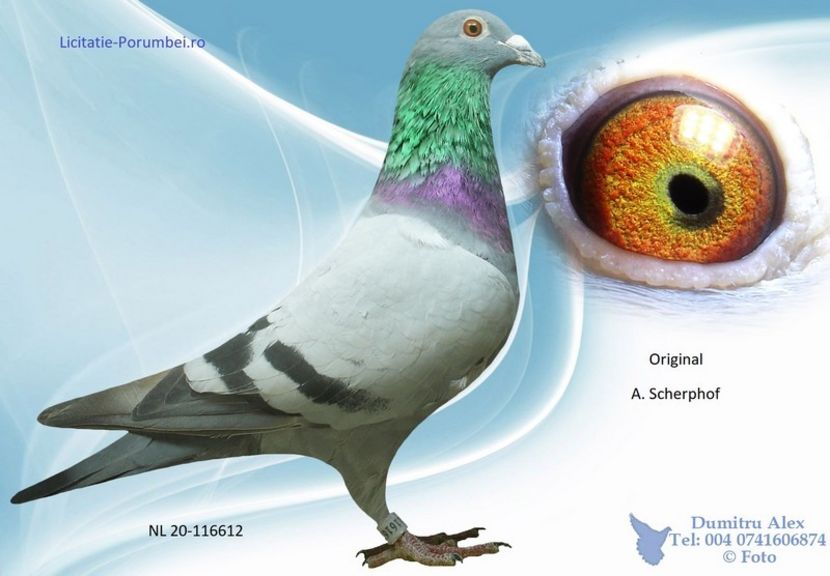  - Porumbei super top 2020 achizitii