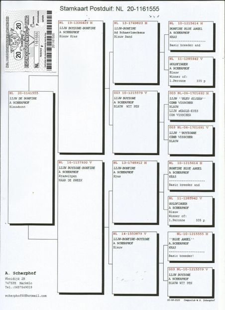 555ped - Porumbei super top 2020 achizitii