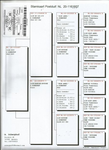 607ped - Porumbei super top 2020 achizitii