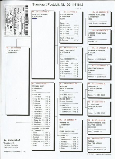612ped - Porumbei super top 2020 achizitii