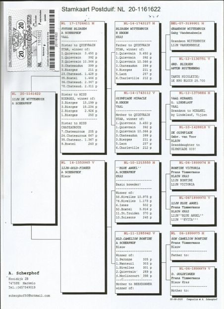 622ped - Porumbei super top 2020 achizitii