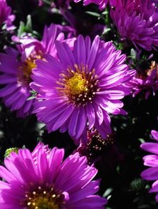 aster-starlight - Aster achizitii